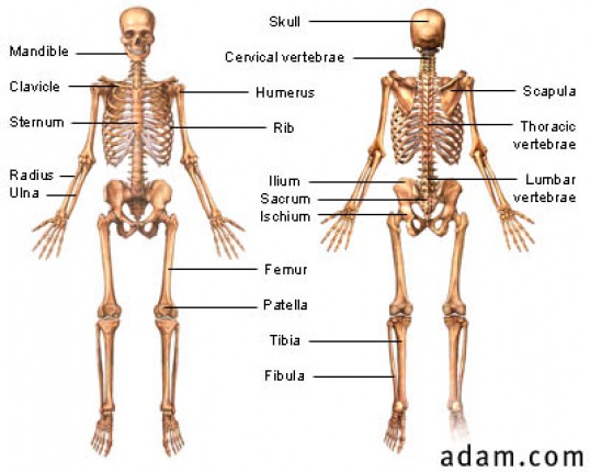 Skeletal System Webquest - Introduction